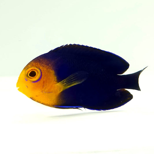 Pygmy Angelfish