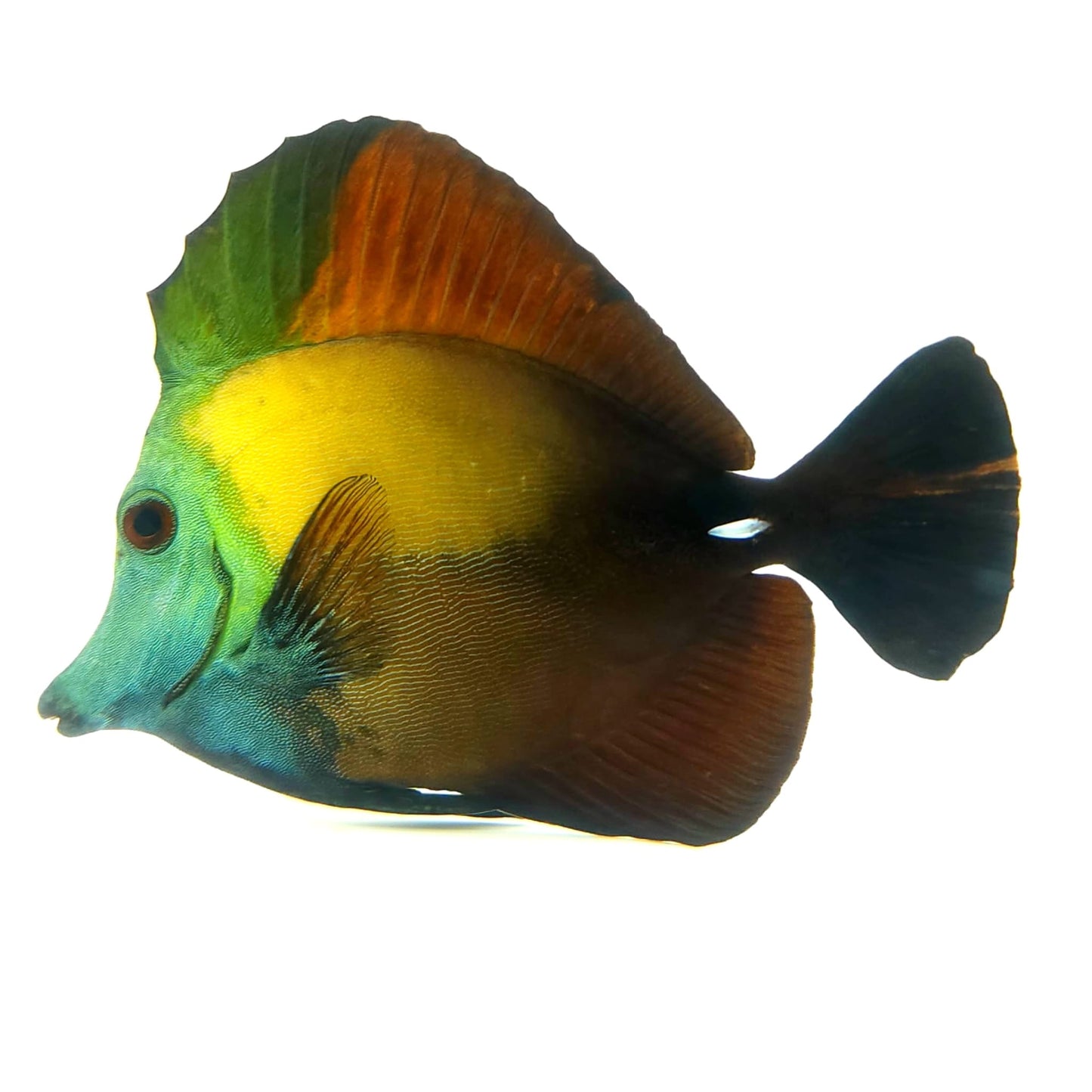 Blue Face Koi Scopas Tang WYSIWYG