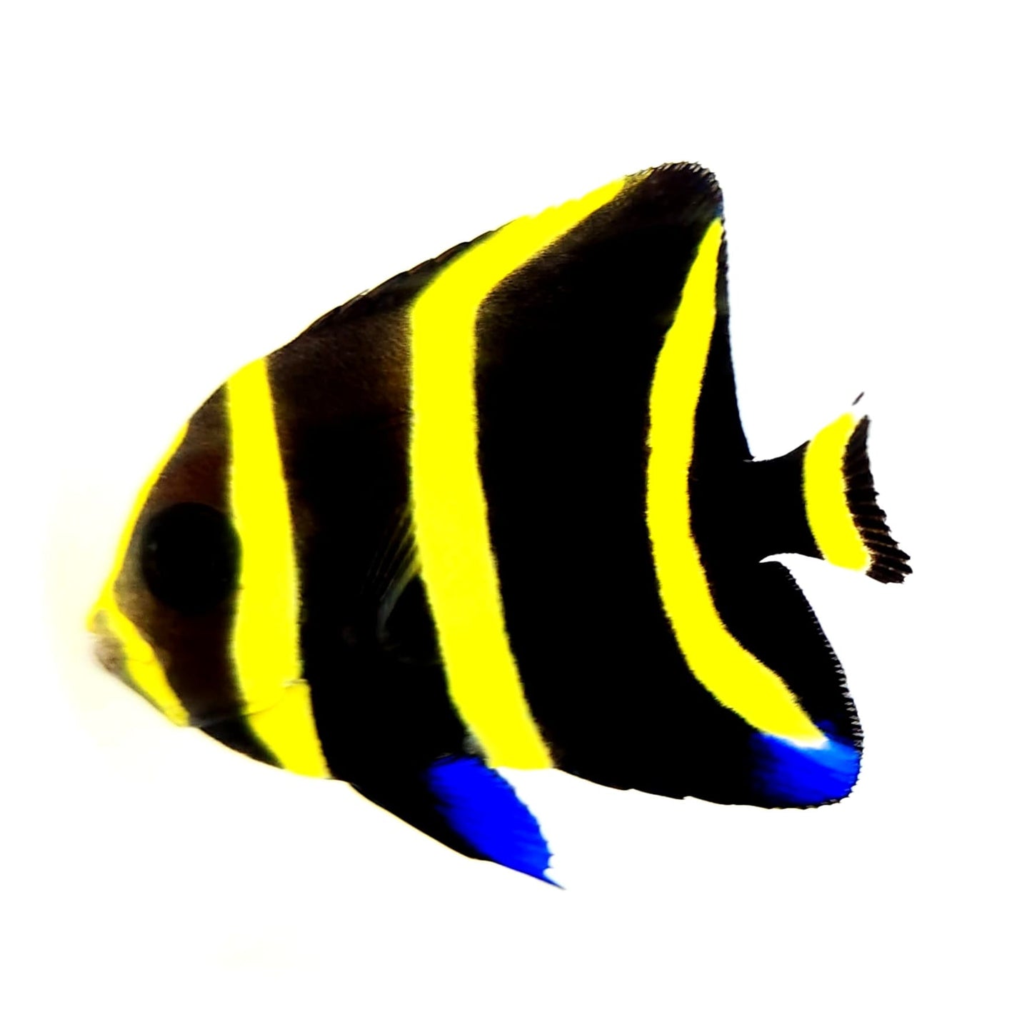 Black Angelfish Juvenile