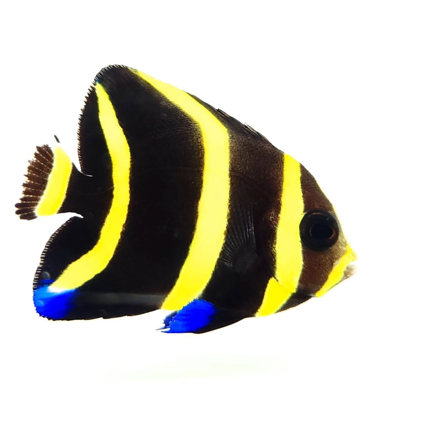 Black Angelfish Juvenile