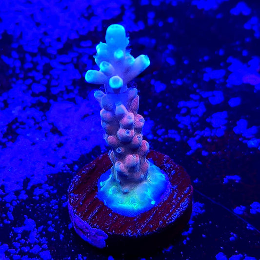 BigR corals Candy Land