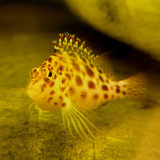 Pixy Spotted Hawkfish