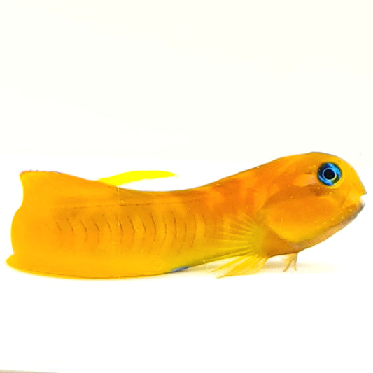 Midas Blenny