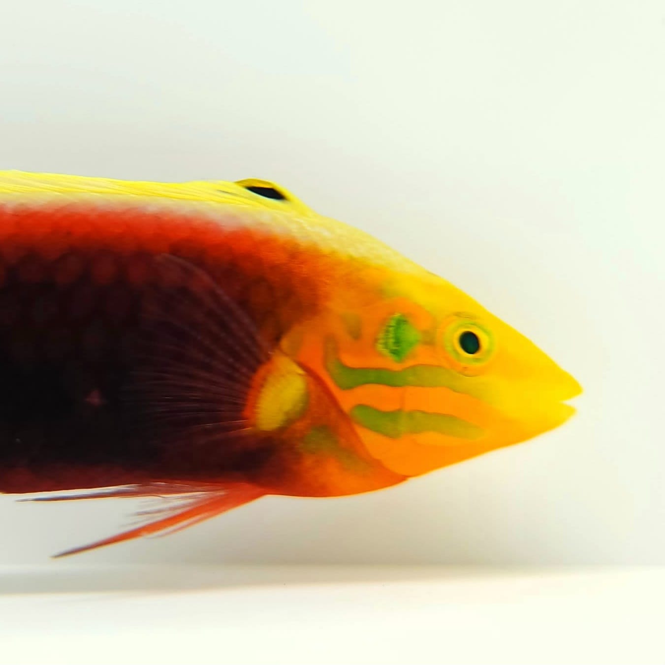 Radiant Wrasse