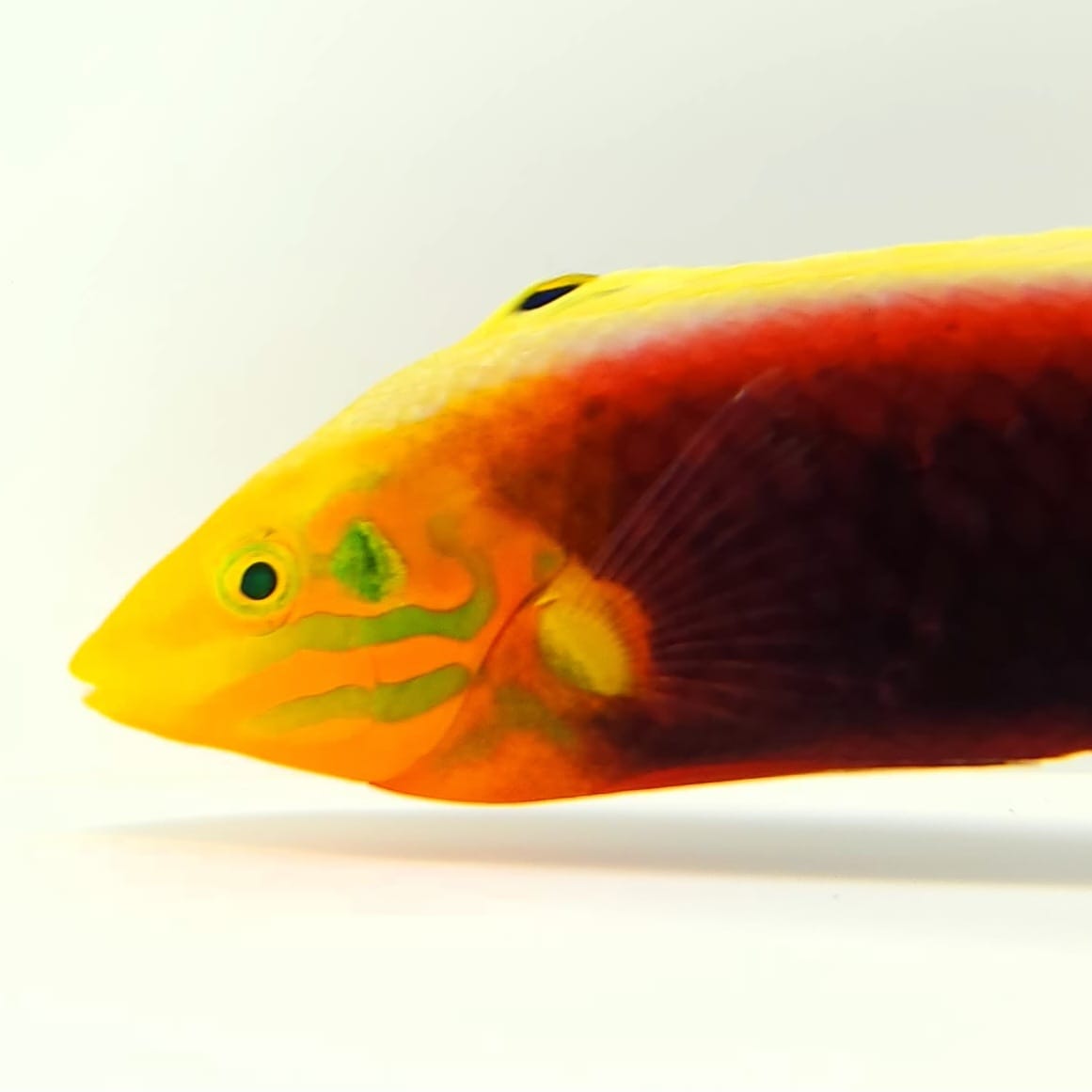 Radiant Wrasse