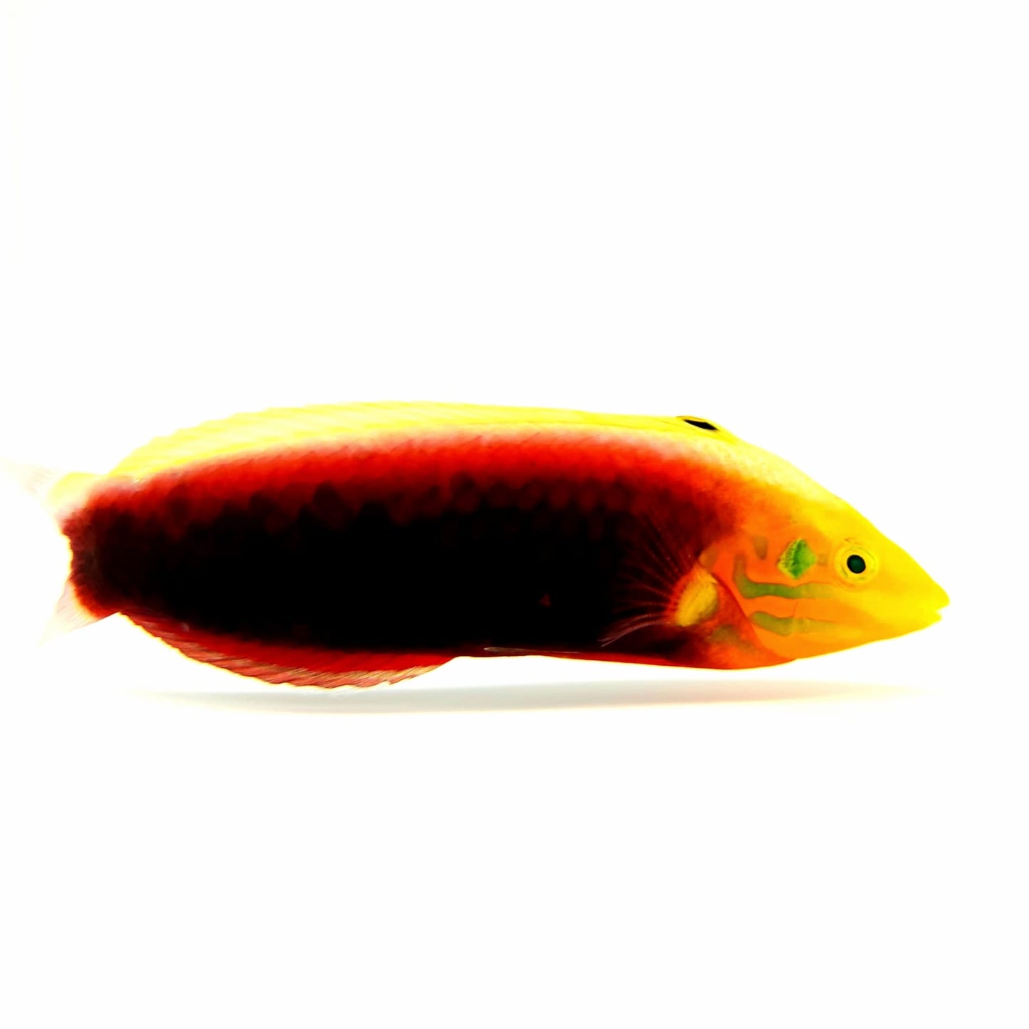 Radiant Wrasse