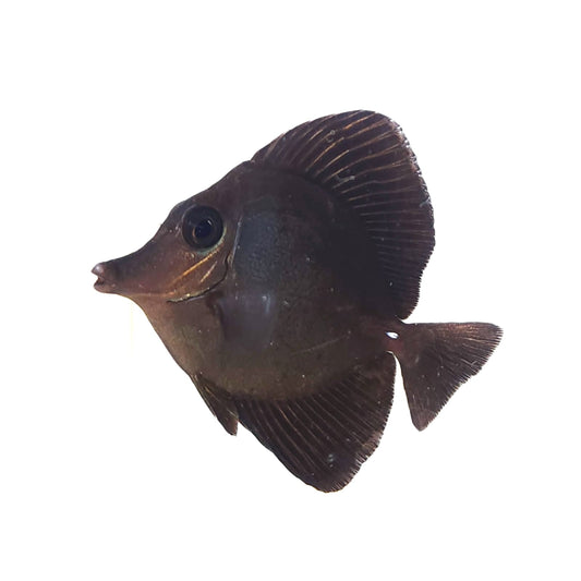 Black Longnose Tang WYSIWYG