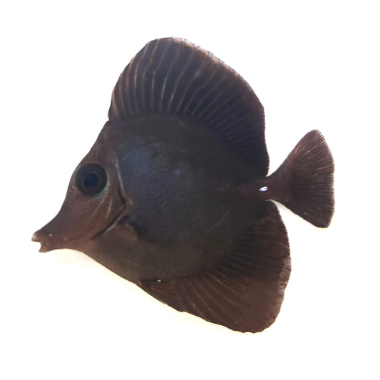 Black Longnose Tang WYSIWYG