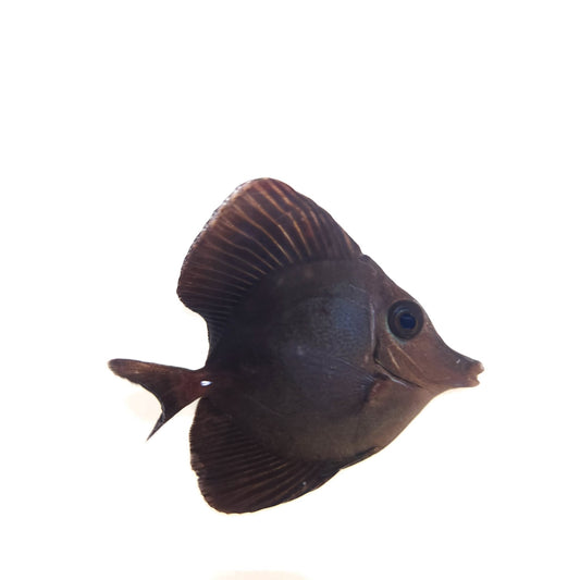 Black Longnose Tang WYSIWYG