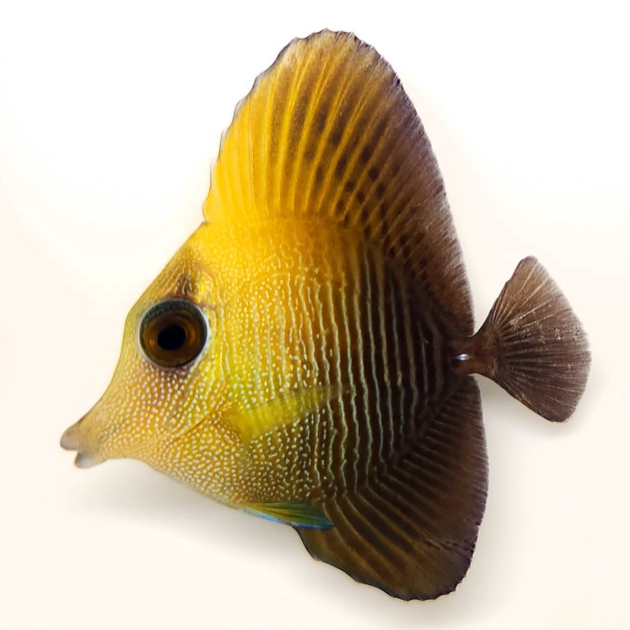 Longnose Black Tang main image 1