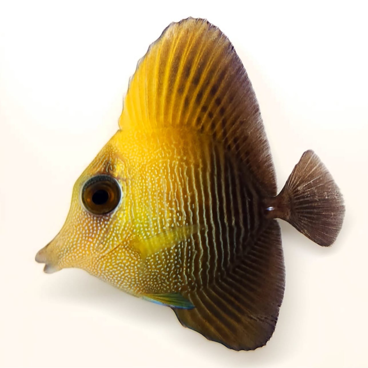 Hybrid Black Longnose Tang WYSIWYG