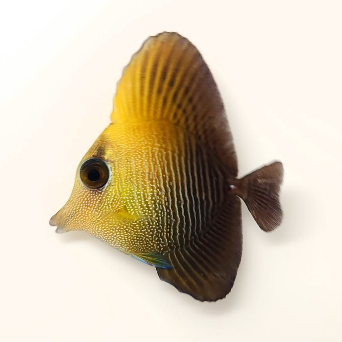 Hybrid Black Longnose Tang WYSIWYG