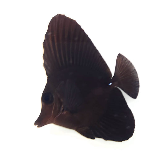 Black Longnose Tang WYSIWYG