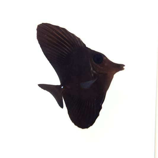 Black Longnose Tang WYSIWYG