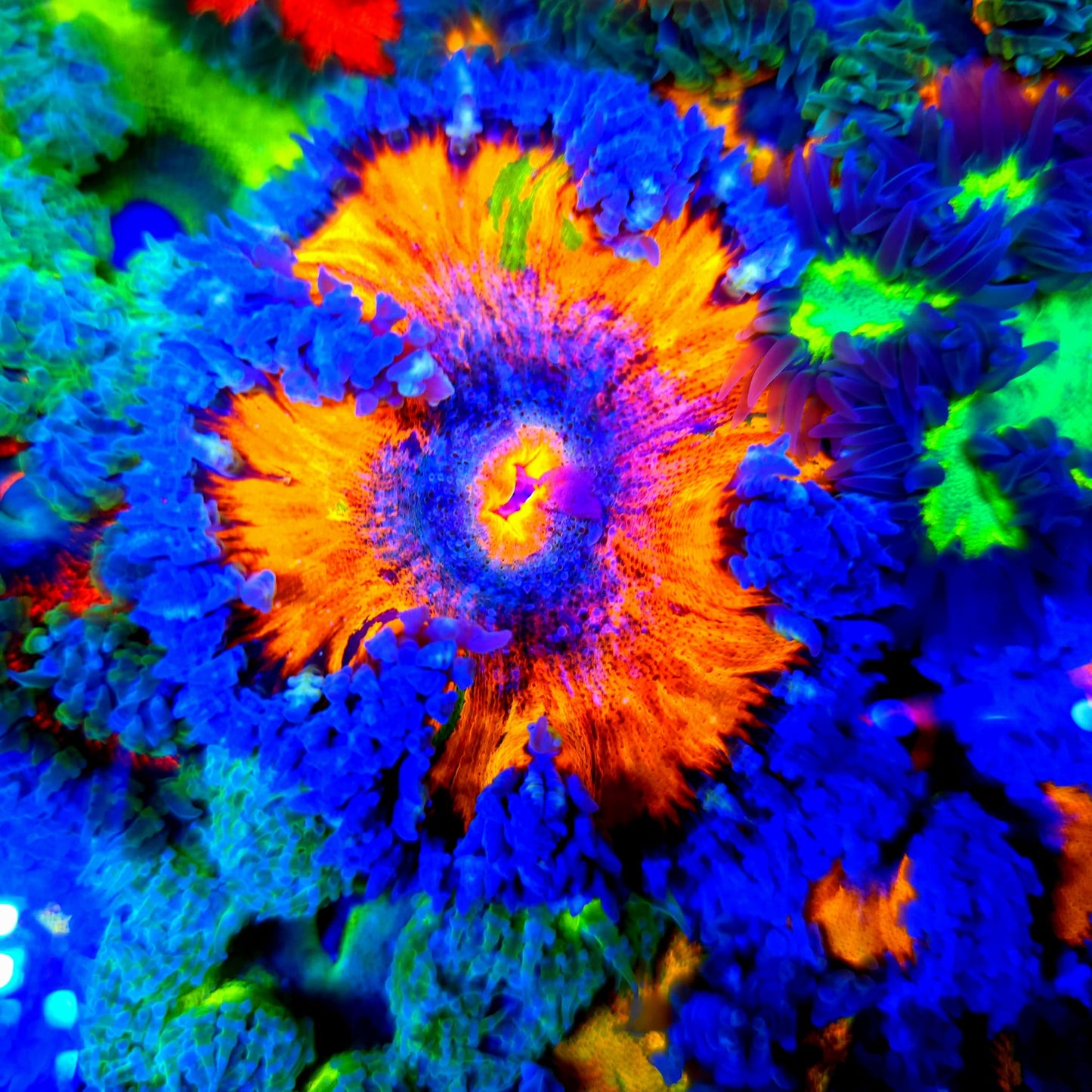 Ultra Rock Flower Anemone