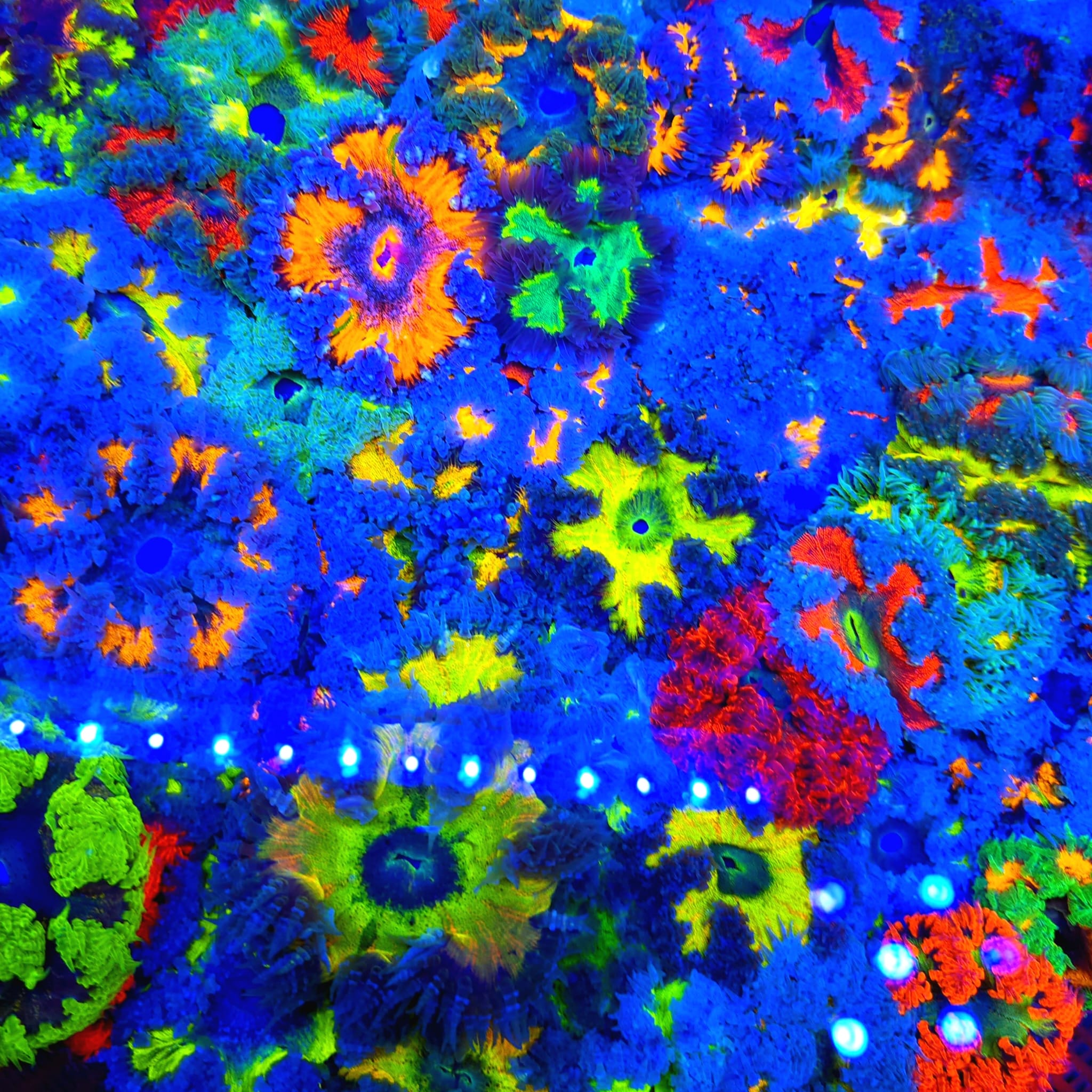 Ultra Rock Flower Exotic Anemones! Fishes ☆USA☆ Ultra Flower