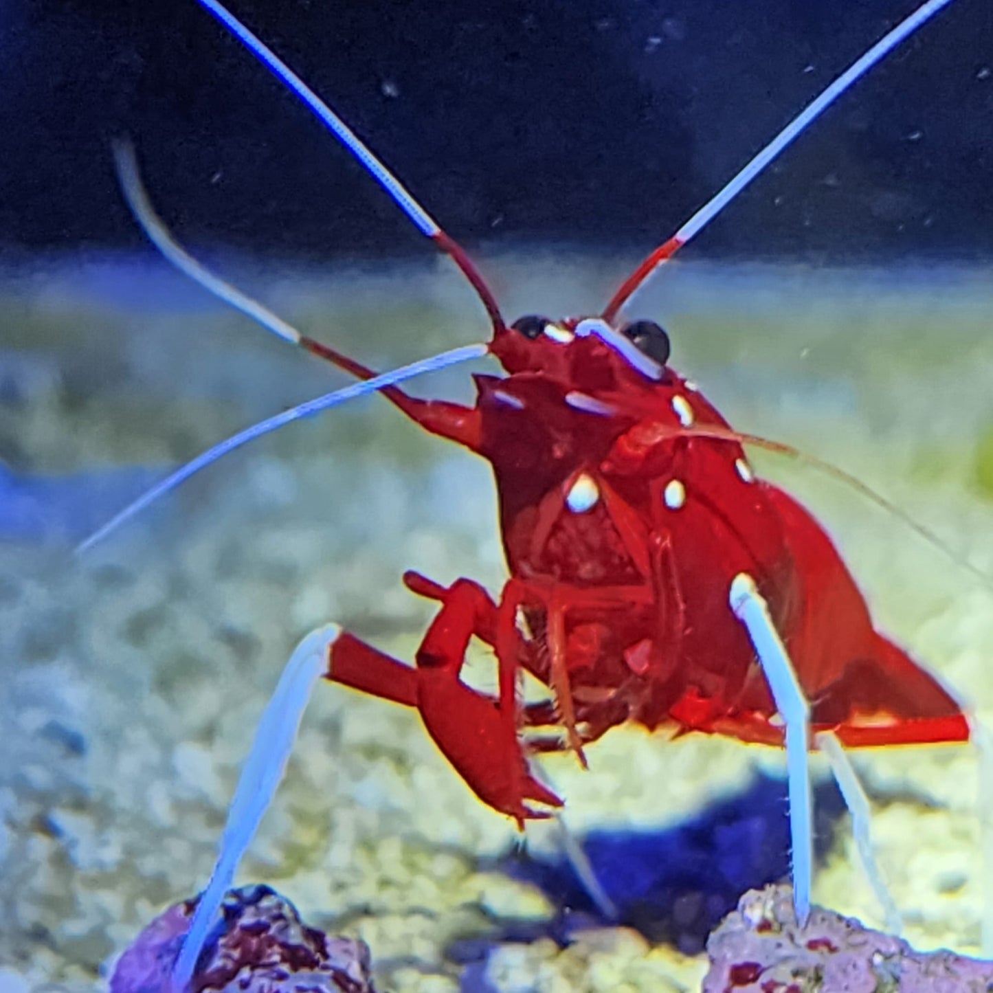 Blood Fire Shrimp