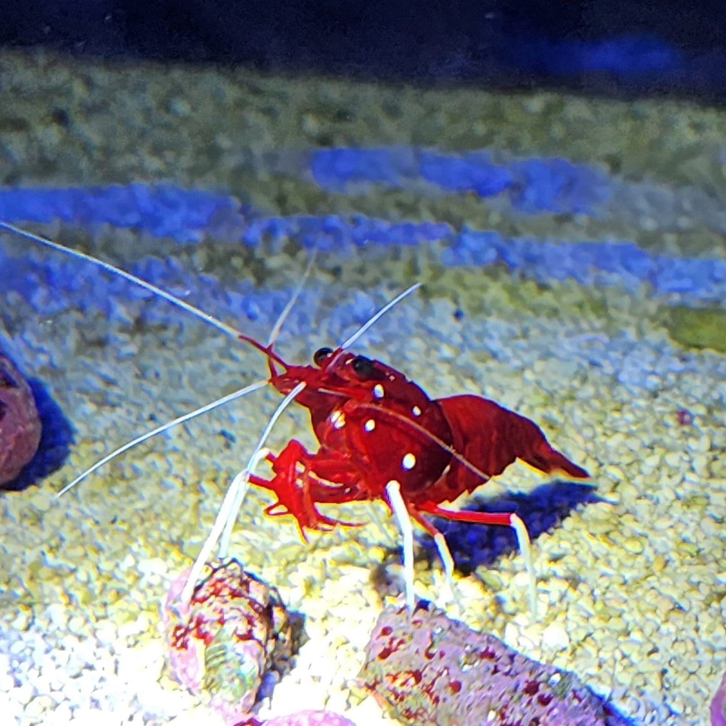 Blood Fire Shrimp