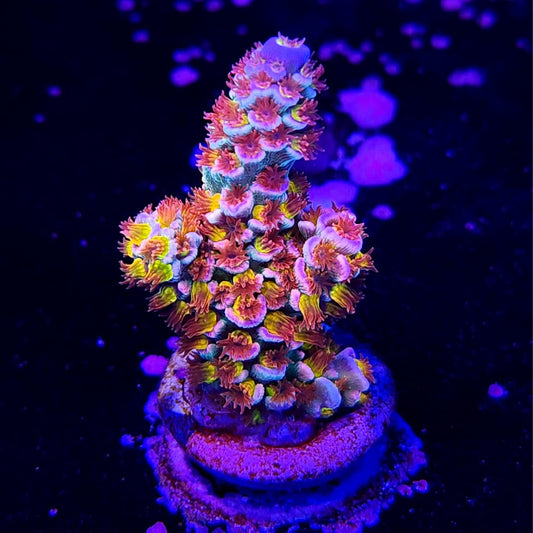 RRC Mardi Gras