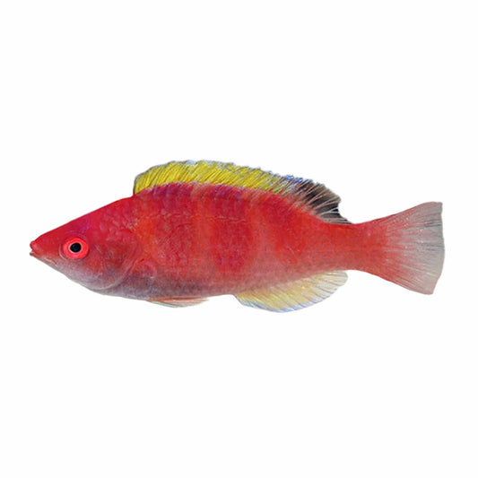 Yellow Fin Fairy Wrasse