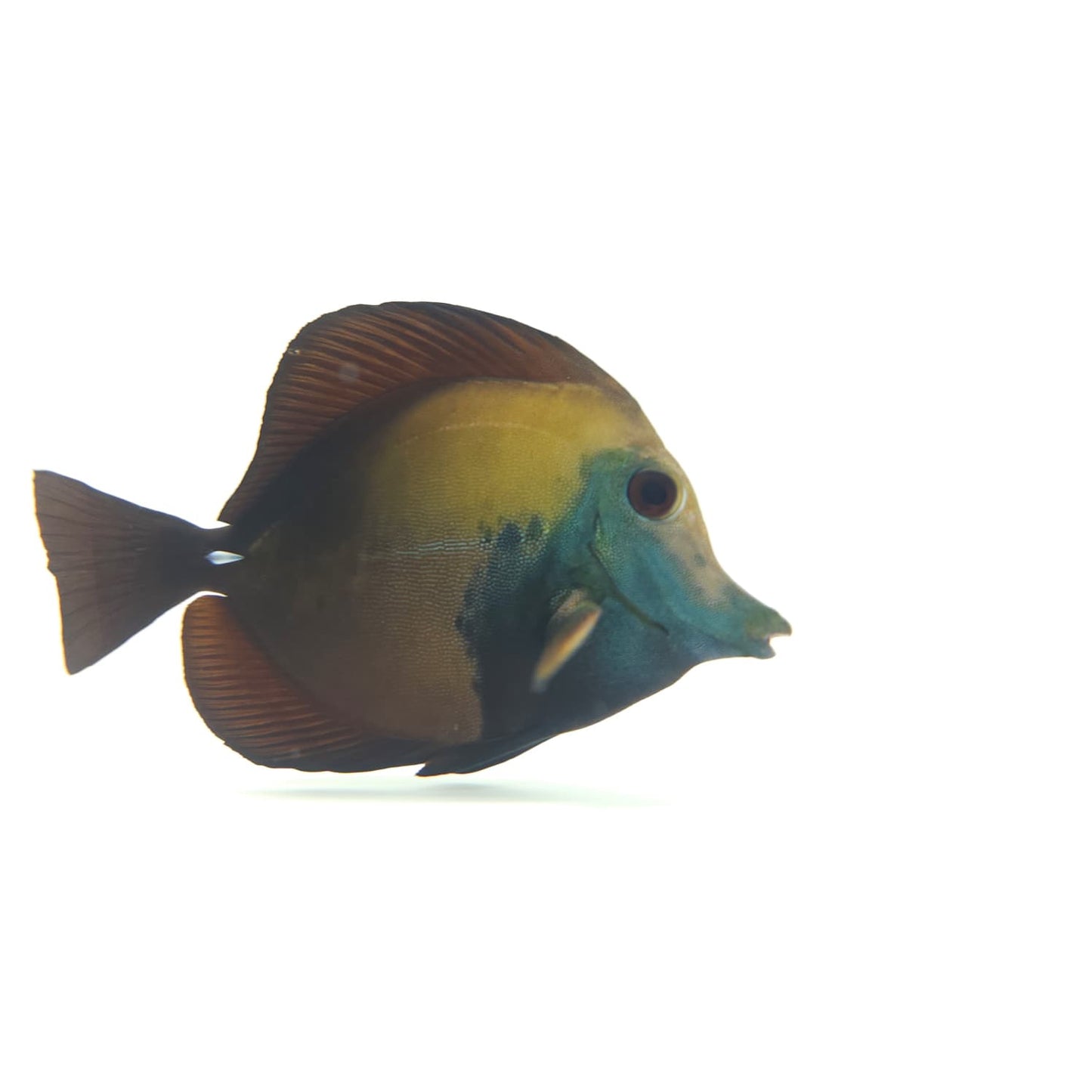 Blue Face Koi Scopas Tang WYSIWYG