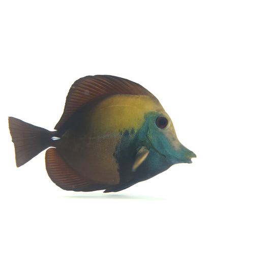Blue Face Koi Scopas Tang WYSIWYG