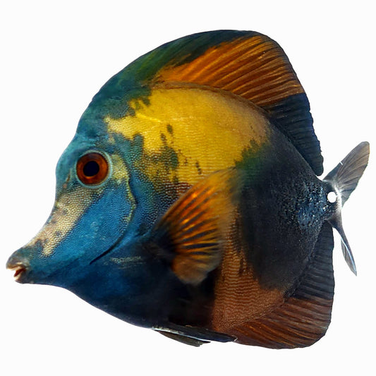 Blue Face Koi Scopas Tang WYSIWYG