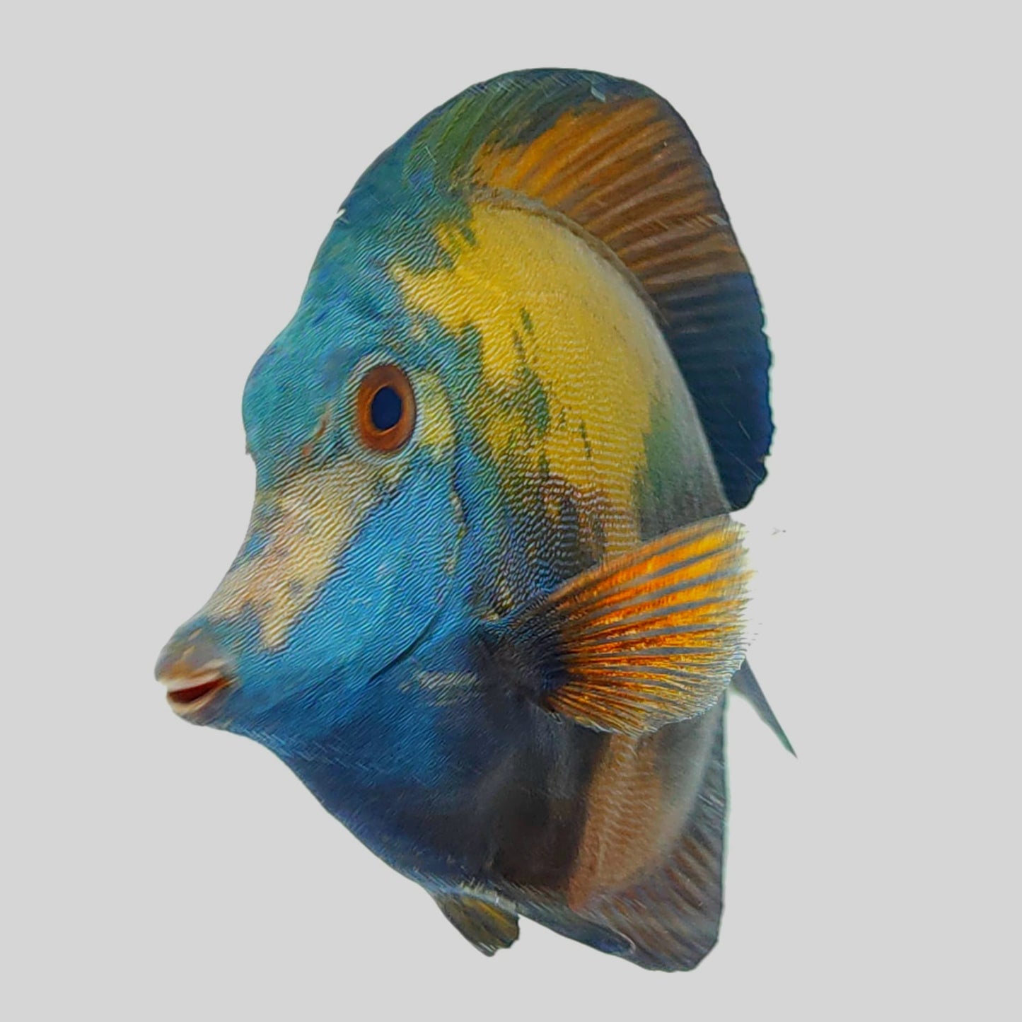 Blue Face Koi Scopas Tang WYSIWYG