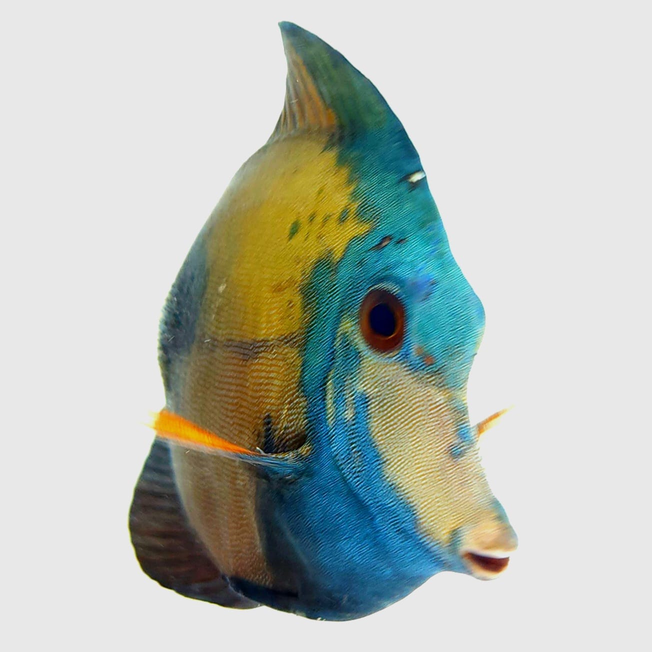 Blue Face Koi Scopas Tang WYSIWYG