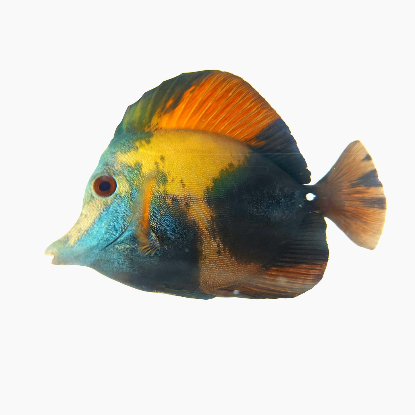 Blue Face Koi Scopas Tang WYSIWYG