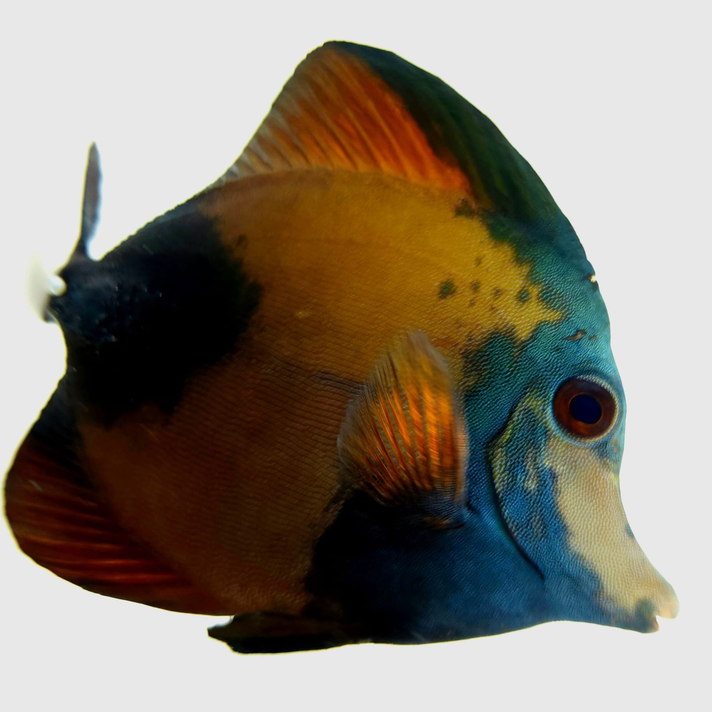 Blue Face Koi Scopas Tang WYSIWYG