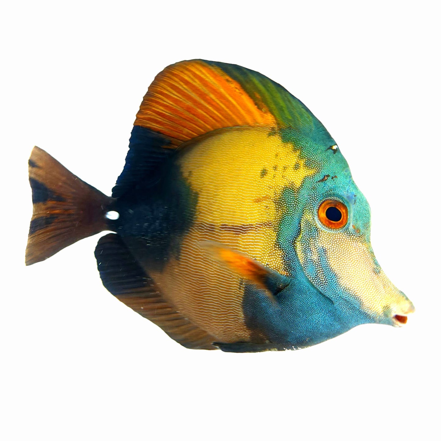Blue Face Koi Scopas Tang WYSIWYG