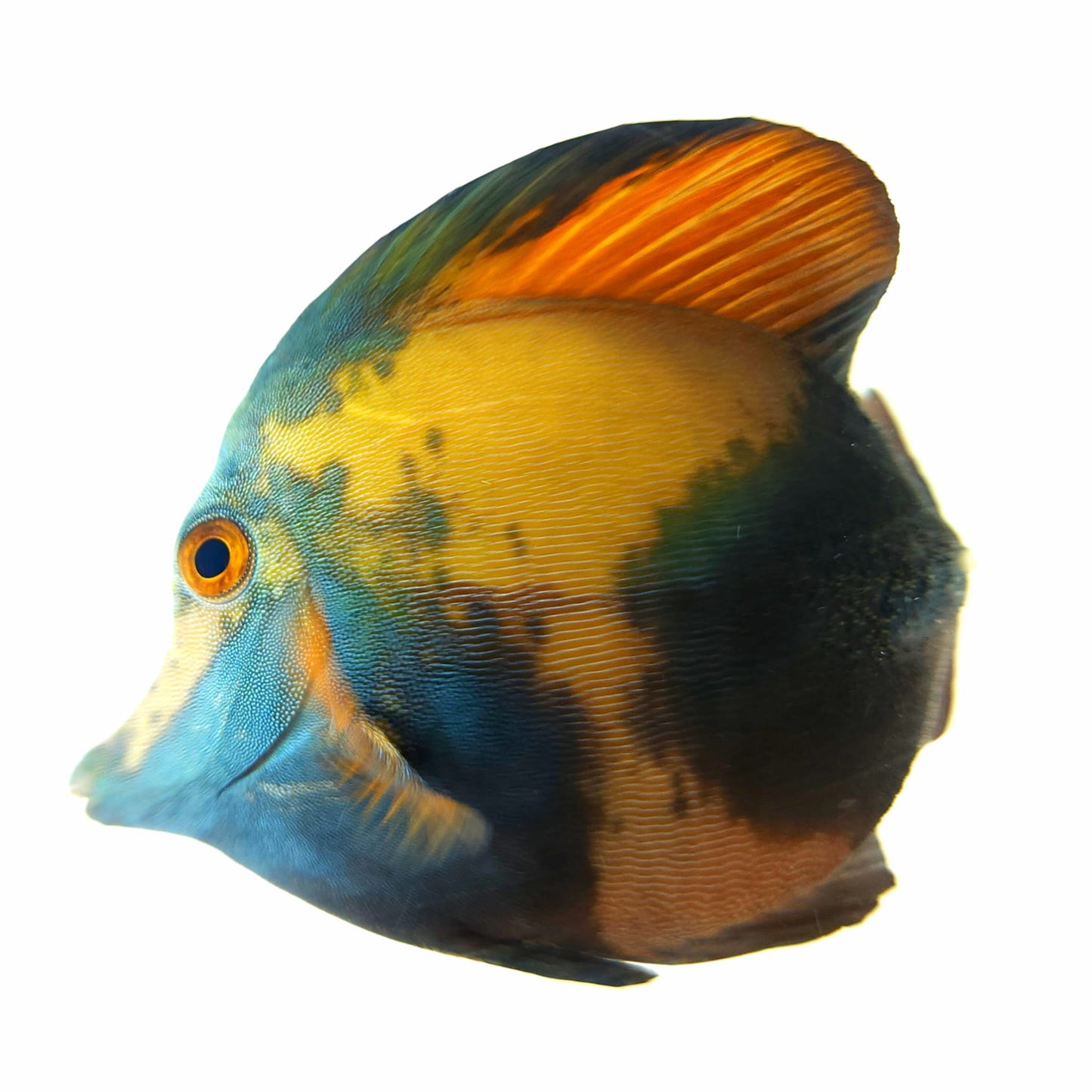 Blue Face Koi Scopas Tang WYSIWYG
