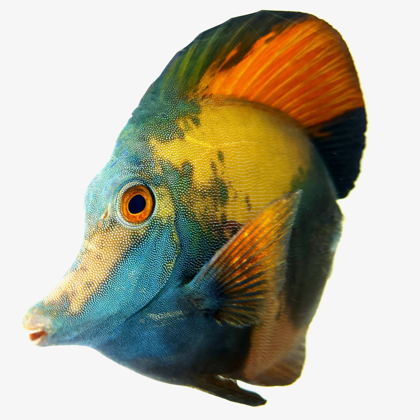 Blue Face Koi Scopas Tang WYSIWYG