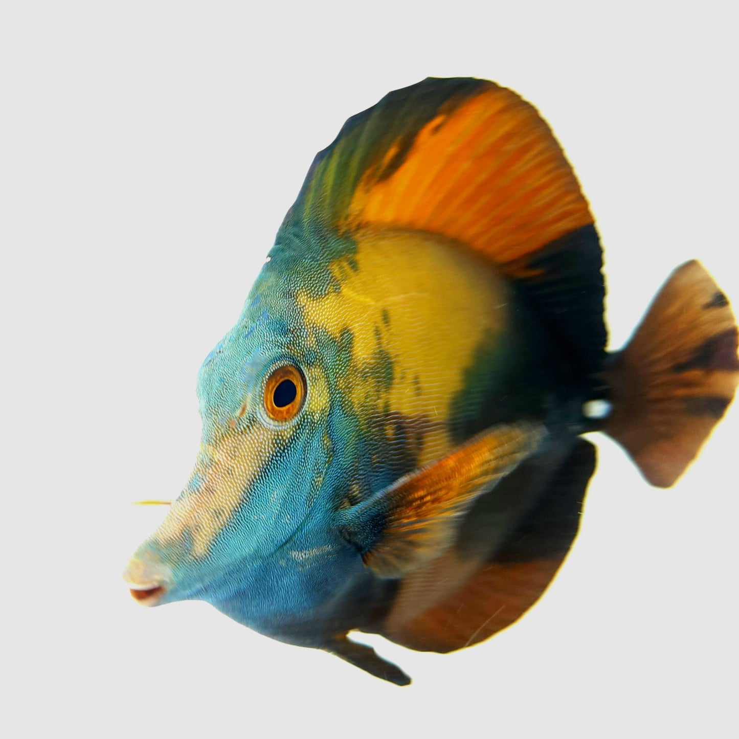 Blue Face Koi Scopas Tang WYSIWYG