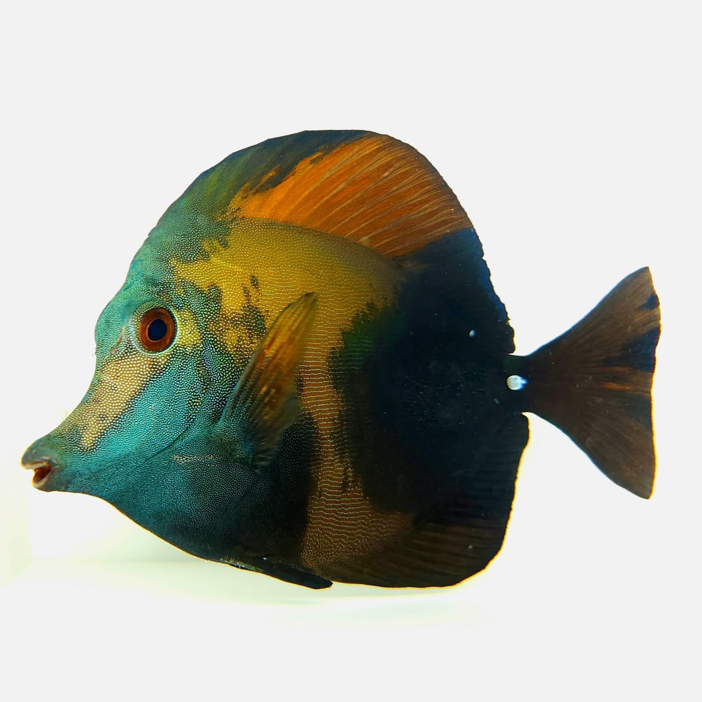 Blue Face Koi Scopas Tang WYSIWYG