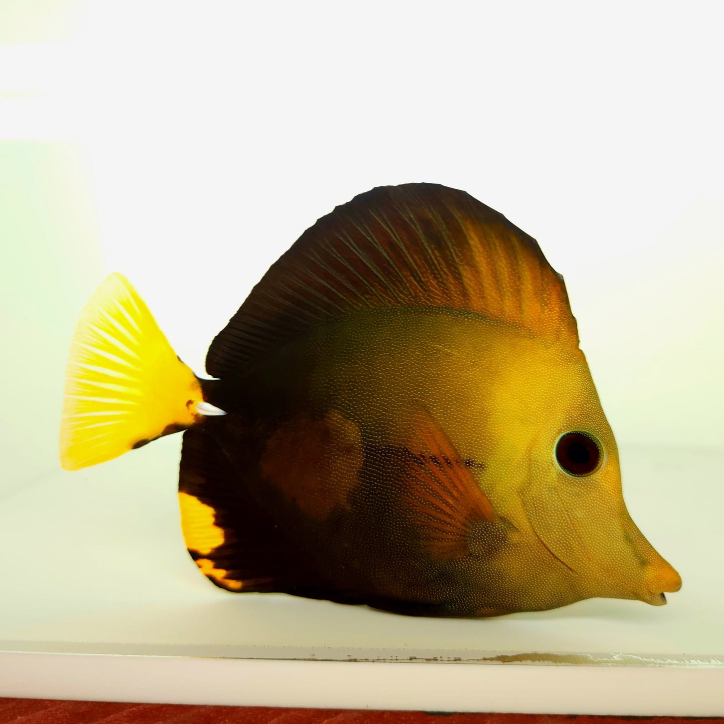 Blue Face Koi Scopas Tang WYSIWYG