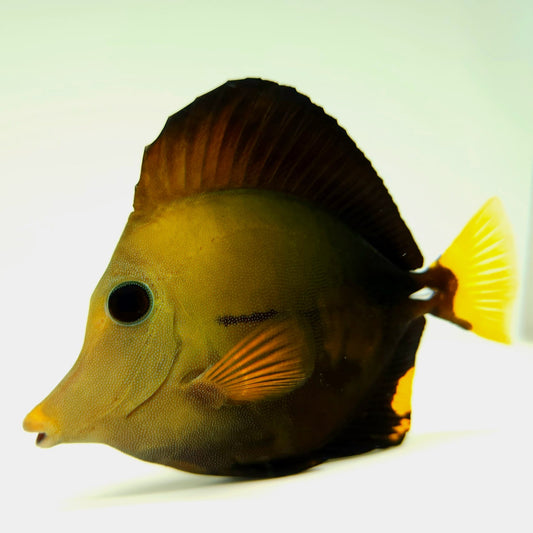 Blue Face Koi Scopas Tang WYSIWYG