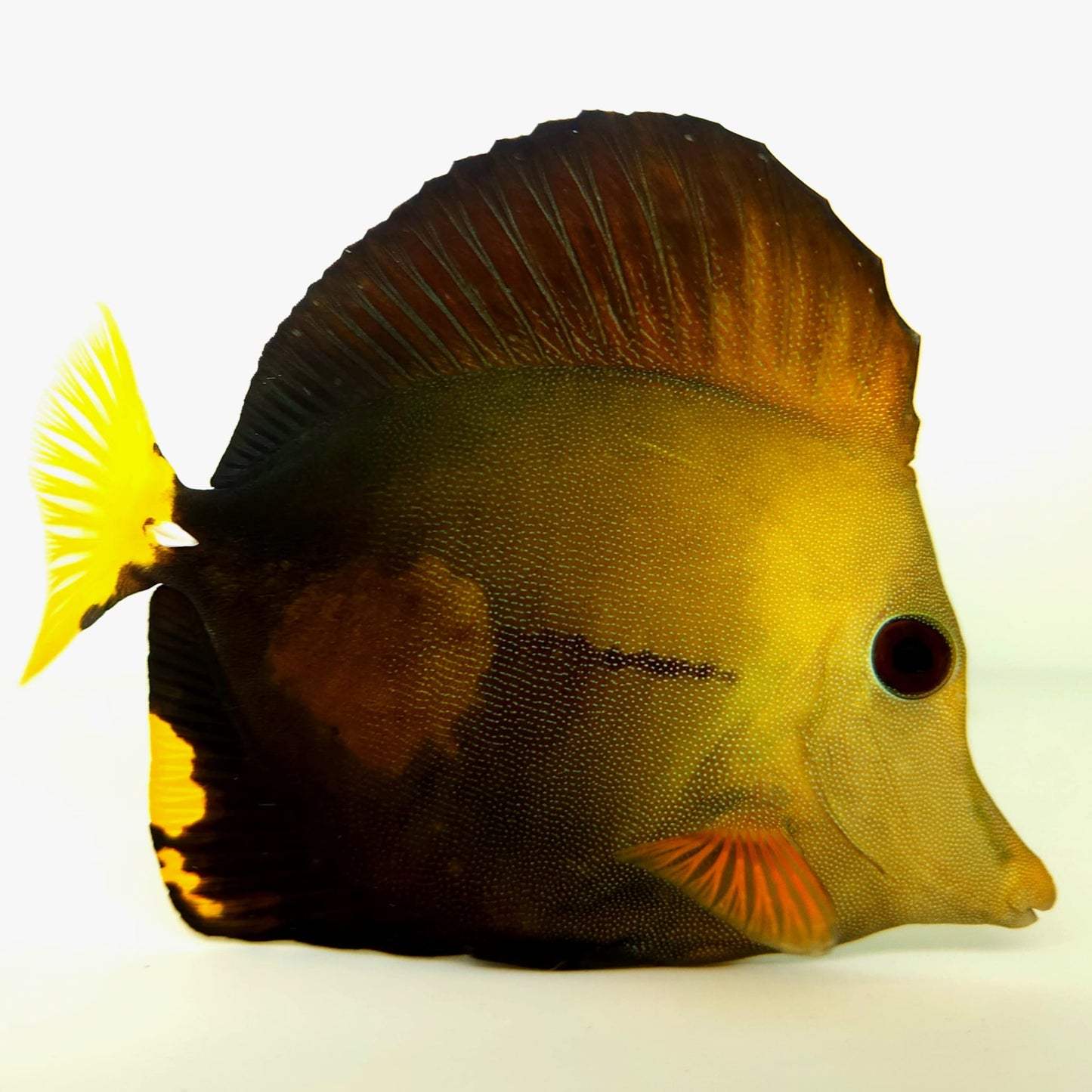 Blue Face Koi Scopas Tang WYSIWYG