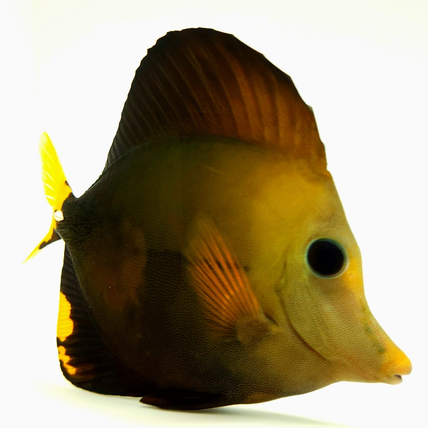 Blue Face Koi Scopas Tang WYSIWYG