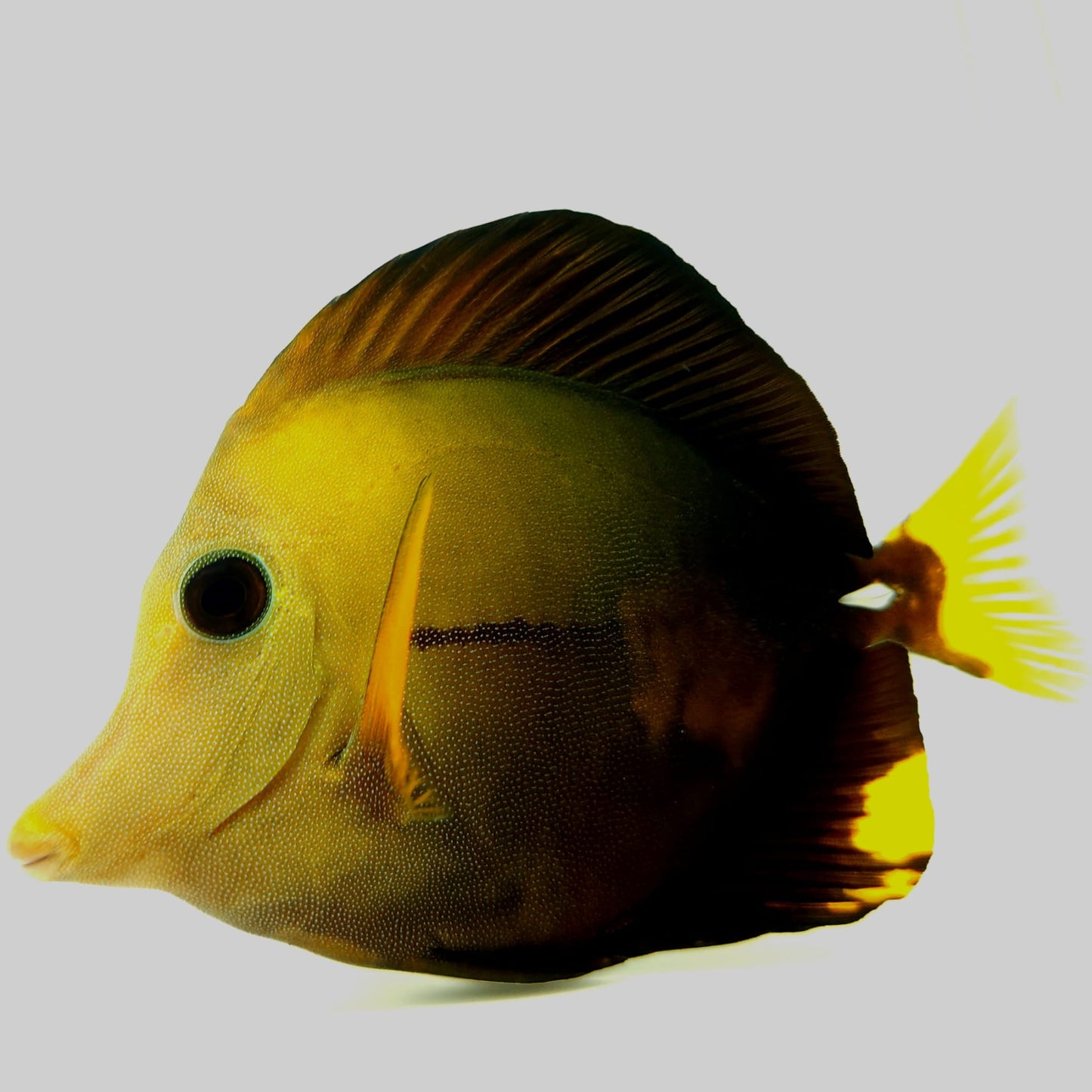 Blue Face Koi Scopas Tang WYSIWYG