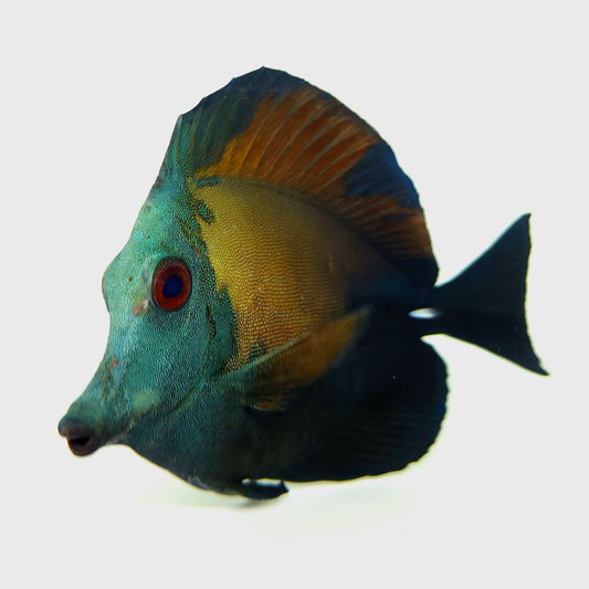 Blue Face Koi Scopas Tang WYSIWYG