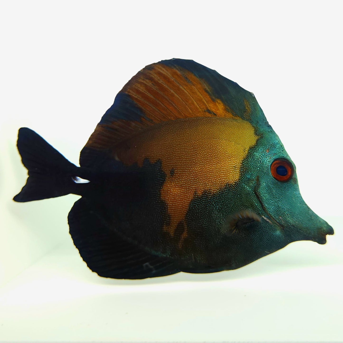 Blue Face Koi Scopas Tang WYSIWYG
