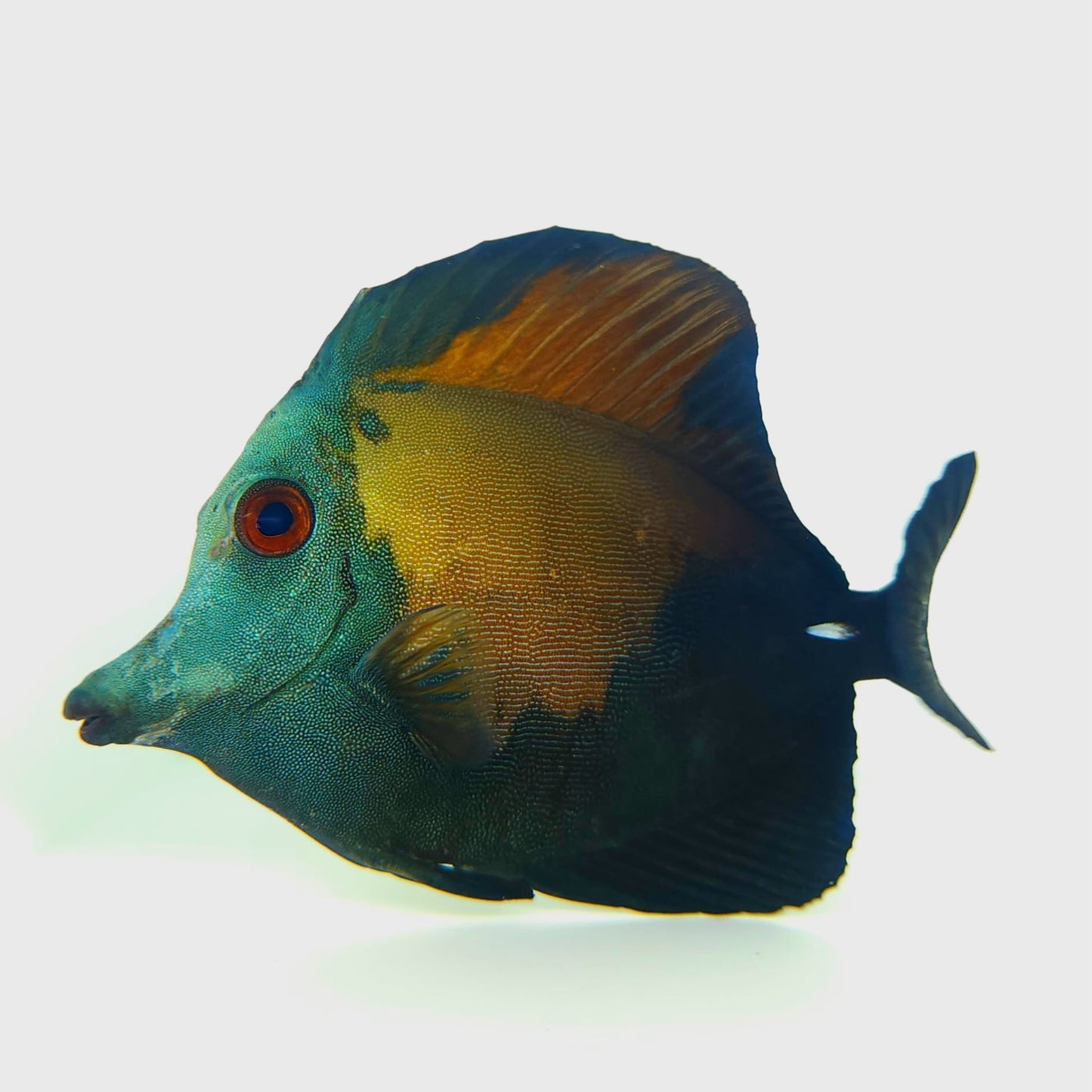Blue Face Koi Scopas Tang WYSIWYG