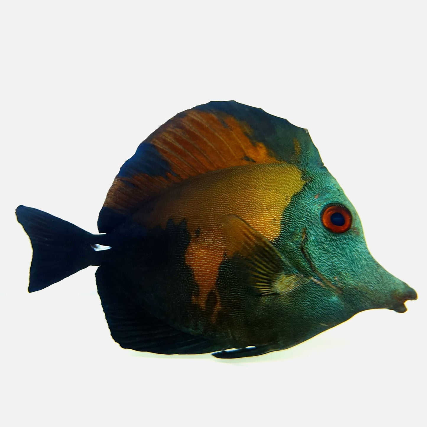 Blue Face Koi Scopas Tang WYSIWYG
