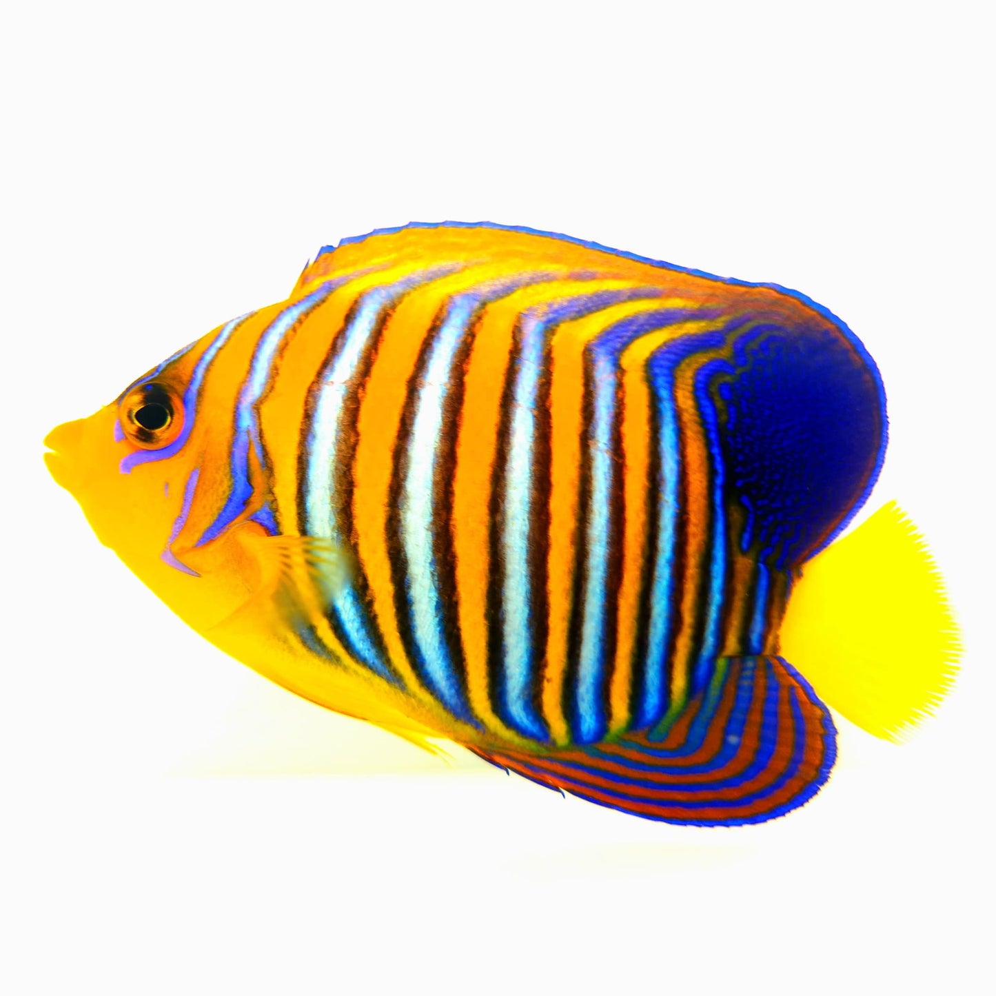 Misbar Indian Ocean Yellow Belly Regal Angelfish WYSIWYG