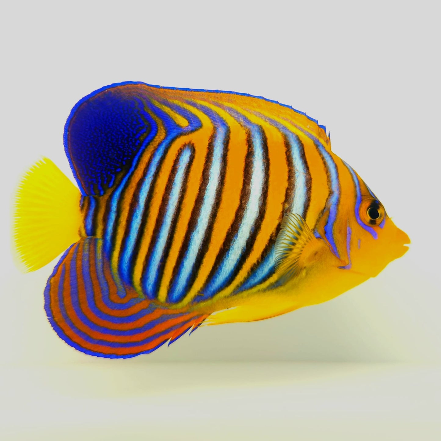 Misbar Indian Ocean Yellow Belly Regal Angelfish WYSIWYG