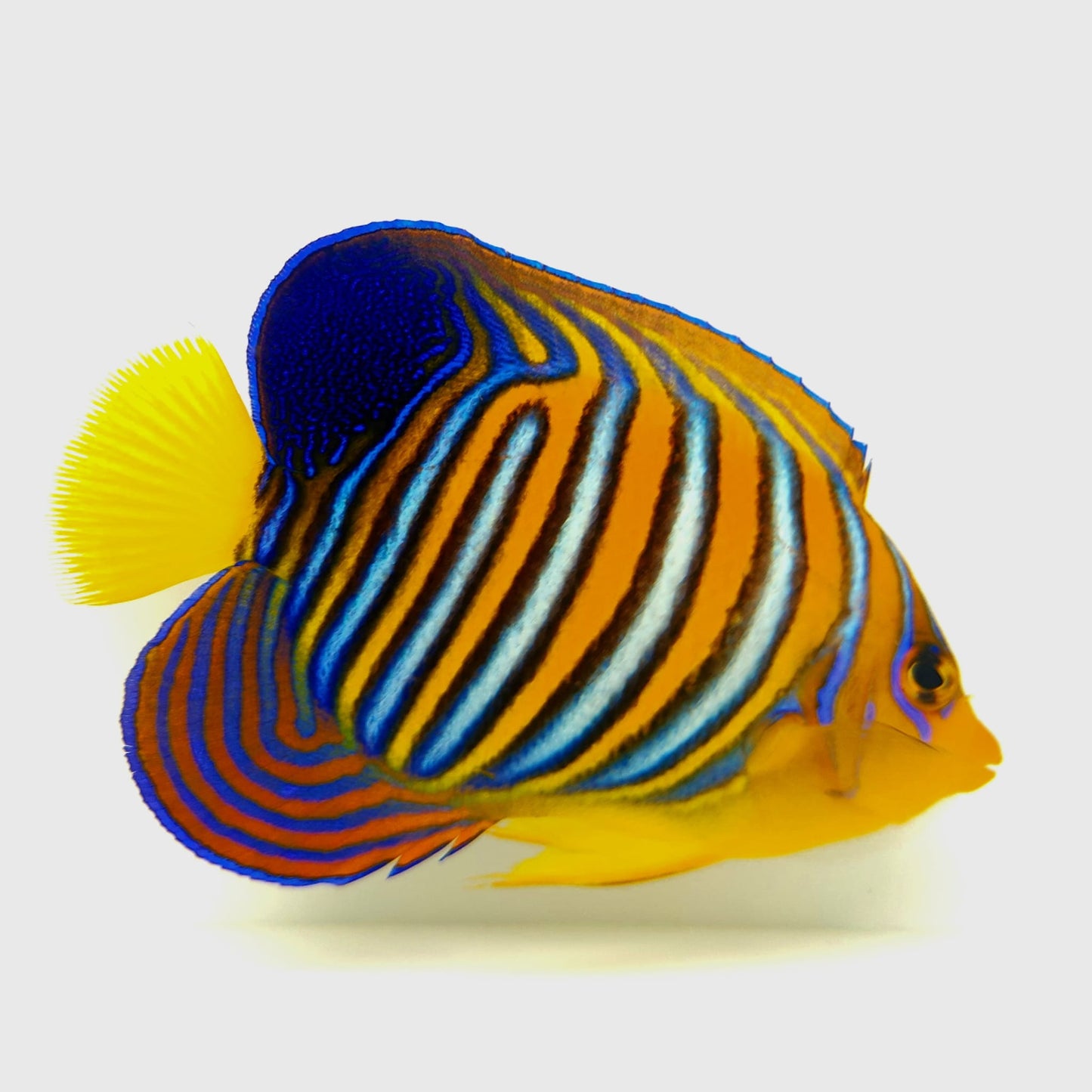 Misbar Indian Ocean Yellow Belly Regal Angelfish WYSIWYG