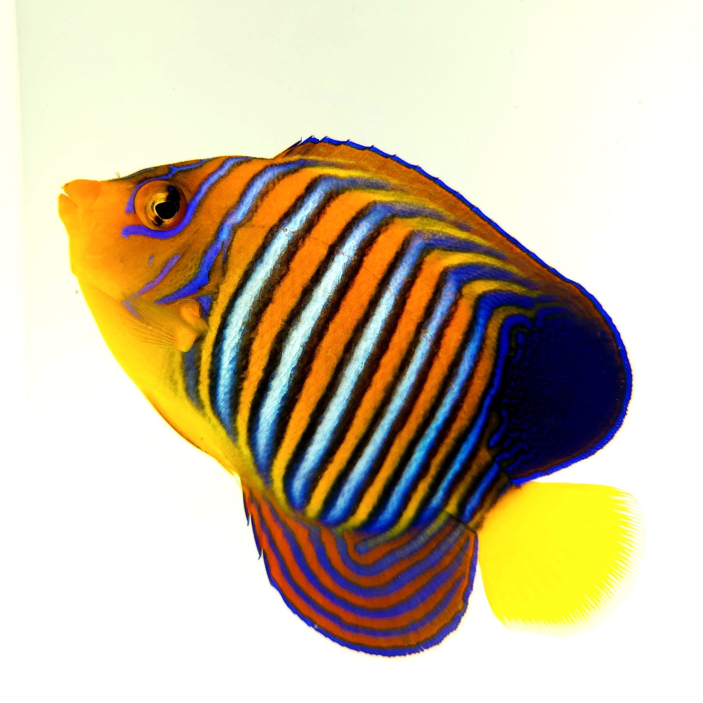 Misbar Indian Ocean Yellow Belly Regal Angelfish WYSIWYG