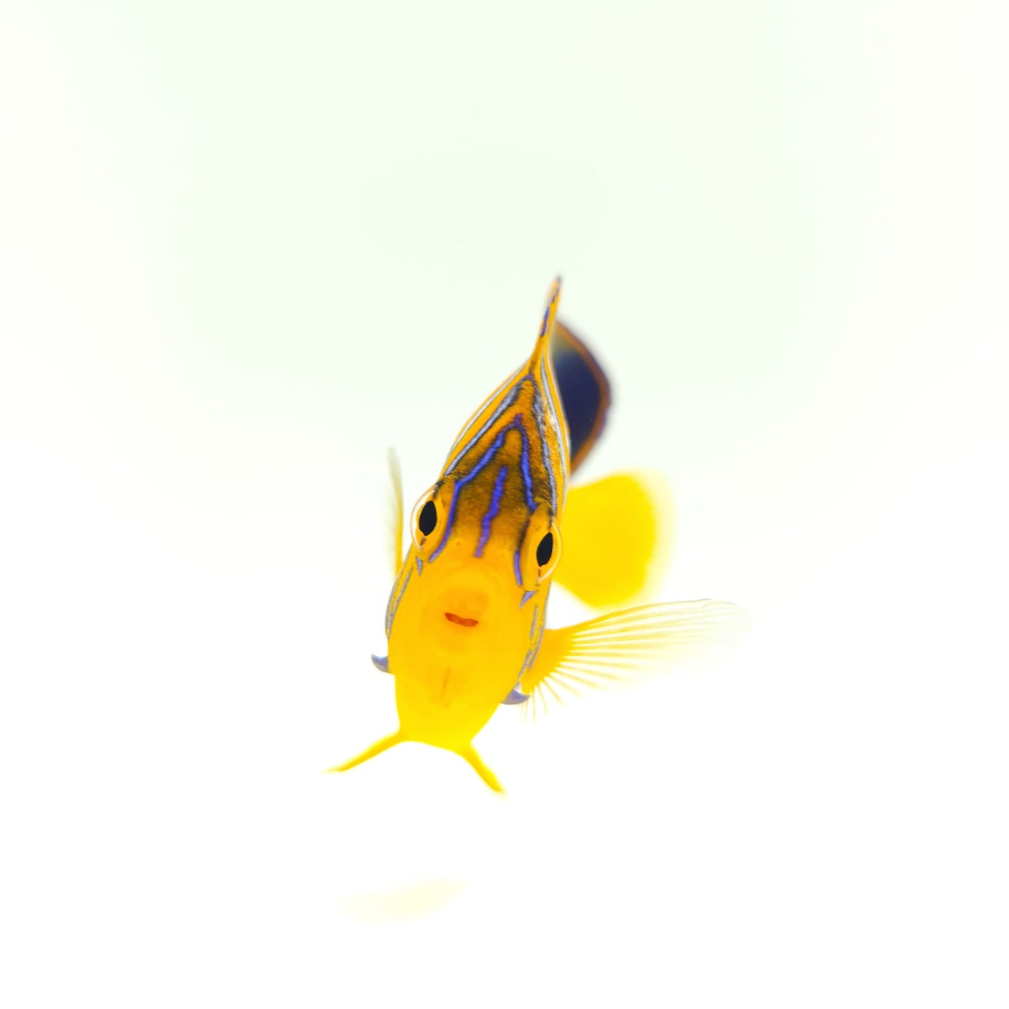 Indian Ocean Yellow Belly Regal Angelfish WYSIWYG